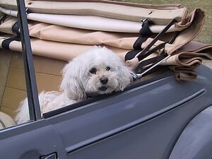 a dog in a car with a soft top roof