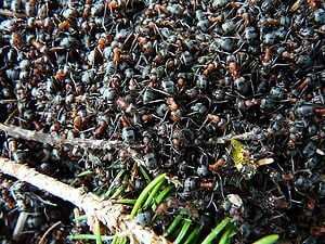 wood ant swarm