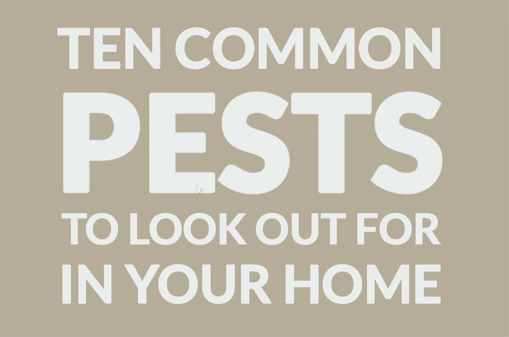 Ten Common Pests to Look Out For in Your Home