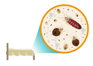 Bedbugs illustration