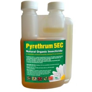 pyrethrum natual pesticide