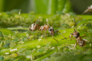 ants aphids