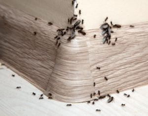 ants in skirting board