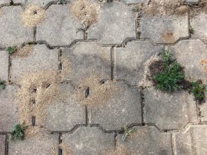 ants under patio