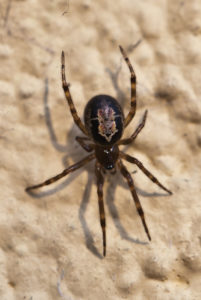 noble false widow spider