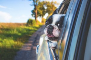 dog in a car window