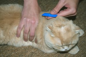 combing a cat for fleas