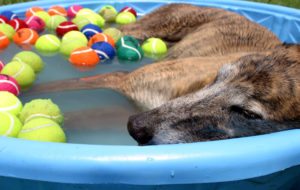 dog in a paddling pool