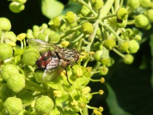 Blandford fly