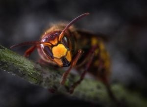 Stinging hornet