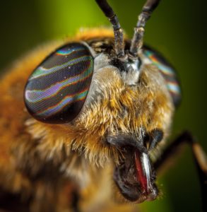 Blandford fly horsefly