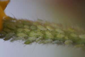 aphids flower bug