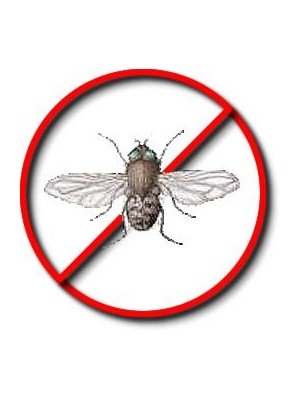 Cluster Flies Killer | Pest Control
