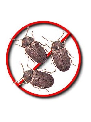 Book Lice Killer | Pest Control