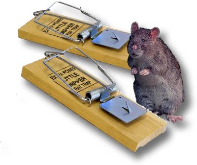 How to get rid of rats: Rats trap