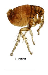 size of a flea