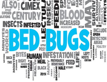 bed bugs words