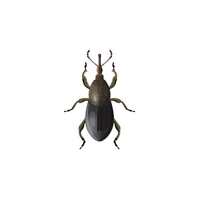 bigstock-Weevil-Beetle-Vector-Illustra-400400.jpg
