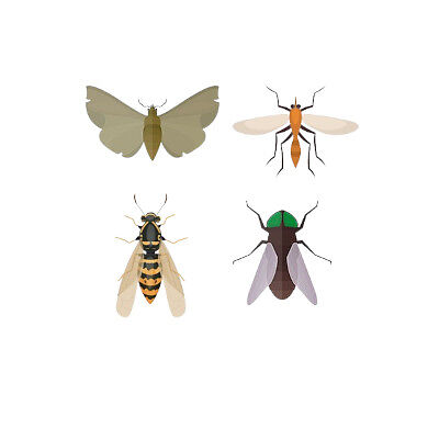 flyingbugs.jpg