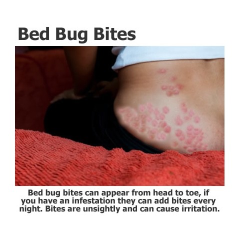 2 x Protect-A-Bed Bed Bug and Dust Mite Prevention Pillow Covers - HSD ...