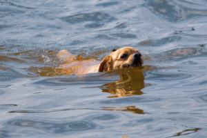 The dog is swimming on the water in the lake .